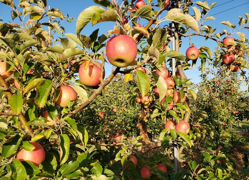 pink lady apples